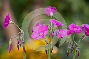 Bowie`s wood-sorrel Oxalis bowiei Amarantha pink flowers photo